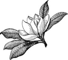 magnolia bloem wijnoogst illustratie. vector