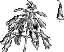 bloeiend Afdeling en single bloem van fuchsia microphylla wijnoogst illustratie. vector