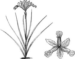 gewoonte en vrijstaand bloem van iris vulgare wijnoogst illustratie. vector