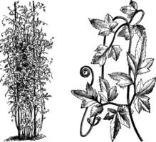 gewoonte en deel van vrijstaand varenblad van lygodium japonicum wijnoogst illustratie. vector