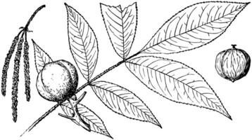 Afdeling van hicoria villosa wijnoogst illustratie. vector