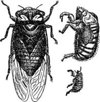 cicade pruinosa, wijnoogst illustratie. vector