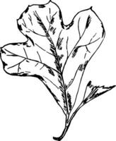 zwart-jack eik blad wijnoogst illustratie. vector