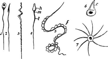 spermatozoa, wijnoogst illustratie vector