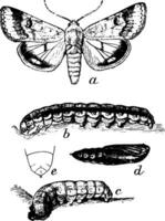 false knop worm, wijnoogst illustratie. vector