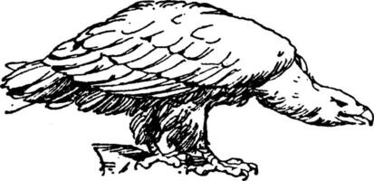 adelaar getoond van natuur patroon in deze ontwerp, wijnoogst gravure. vector