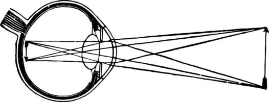 beeld vorming in de netvlies, wijnoogst illustratie. vector