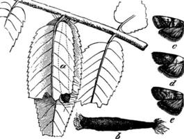 acrobasis, wijnoogst illustratie. vector