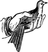 vogel in hand, wijnoogst illustratie. vector