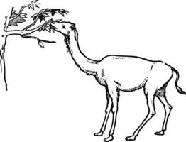 primitief giraffe kameel, wijnoogst illustratie. vector