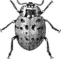 coccinella ocellata, wijnoogst illustratie. vector