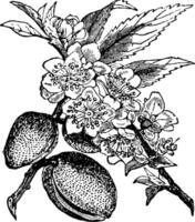 Amandelboom wijnoogst illustratie. vector