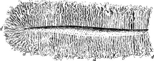 voering membraan van de baarmoeder, wijnoogst illustratie. vector