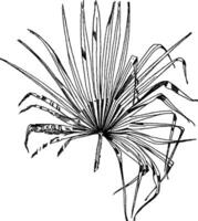 blad van een ventilator palm is een lang bladeren patroon, wijnoogst gravure. vector