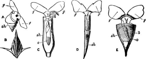 pteropoda, wijnoogst illustratie. vector