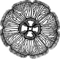 aurelia, wijnoogst illustratie. vector