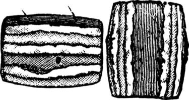 kanker worm segmenten, wijnoogst illustratie. vector