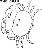 de krab wijnoogst illustratie. vector