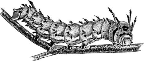 Koninklijk gehoornd rups, wijnoogst illustratie. vector