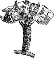 ginkgo biloba branchlet wijnoogst illustratie. vector