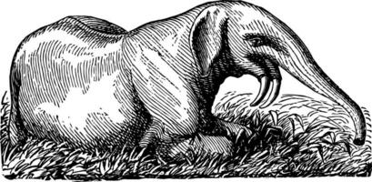 deïnotherium, wijnoogst illustratie. vector