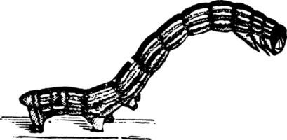 kanker worm, wijnoogst illustratie. vector