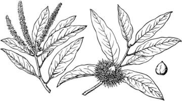 Afdeling van castanopsis chrysophylla wijnoogst illustratie. vector