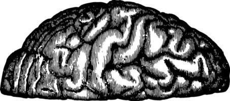 windingen van de brein, wijnoogst illustratie vector