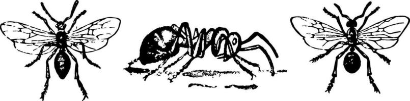 rood mieren, wijnoogst illustratie. vector