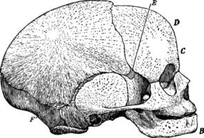 kant visie van foetaal schedel, wijnoogst illustratie. vector