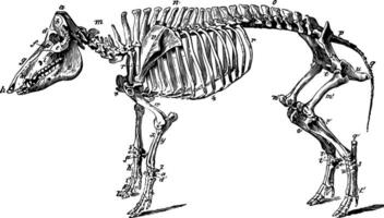 skelet van een varken wijnoogst illustratie. vector