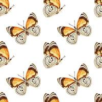 naadloos patroon met oranje vlinder diaethrie clymena. tropisch insect. vector