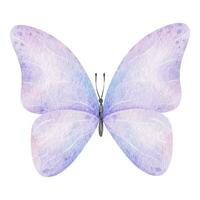 schattig roze vlinder. voorjaar dier. geïsoleerd waterverf illustratie voor decoratie van kinderen kamers, ontwerp van pakketjes en etiketten, stoffen en kleren vector