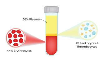 bloed samenstelling wetenschap ontwerp vector illustratie