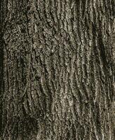 vector illustratie van berk schors textuur. de structuur van de berk blaffen. berk schors achtergrond. berk boom kofferbak, betula slinger.