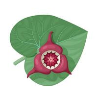 vector illustratie, bladeren en bloemen van asarum canadense of wild gember, geïsoleerd Aan wit achtergrond.