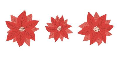 poinsettia - kerstster - bloem vector collectie in eenvoudige hand getrokken stijl geïsoleerd op een witte achtergrond. illustraties, elementen voor feestelijk winterontwerp, bloemenkrans, uitnodiging, poster
