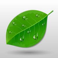 groen vertrekken met water druppels eco concept vector illustratie