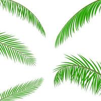 tropisch groen bladeren. oerwoud bladeren. kokosnoot palm, monster, ventilator palm, rapis. natuurlijk blad, exotisch takken boom. vector illustratie in vlak stijl