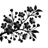silhouet van kers bloemen in klein clusters Aan een kers boom Afdeling Aan wit achtergrond vector