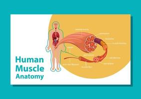 menselijke spieranatomie met lichaamsanatomie vector