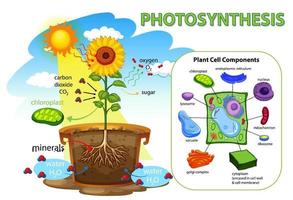 diagram dat proces van fotosynthese in plant toont vector