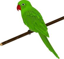 illustratie van papegaai vector ontwerp Aan een wit achtergrond
