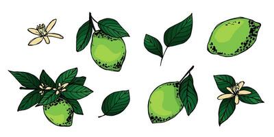 vector limoen clip art. hand- getrokken citrus set. fruit illustratie. voor afdrukken, web, ontwerp, decor