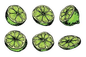 vector limoen clip art. hand- getrokken citrus set. fruit illustratie. voor afdrukken, web, ontwerp, decor