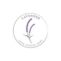 bloeiend lavendel biologisch bloem logo sjabloon ontwerp. logo voor cosmetica, schoonheid, plantkunde, parfum en decoratie. vector