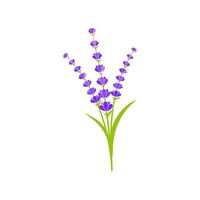 lavendel bloem vector icoon illustratie