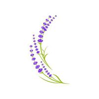 lavendel bloem vector icoon illustratie