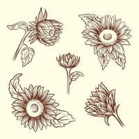 reeks van hand- getrokken zonnebloemen in schetsen stijl. schets vector illustratie van zonnebloemen.