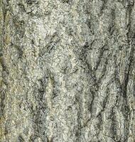 vector illustratie van ginkgo biloba boom blaffen. boom schors achtergrond.